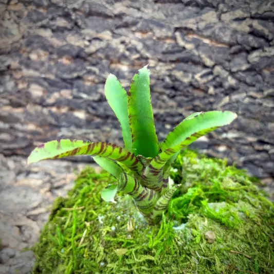 Mini Neoregelia Bromeliad – Rubrifolia Hybrid 2