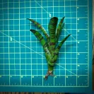 Mini Neoregelia Bromeliad – Rubrifolia Hybrid 2 size