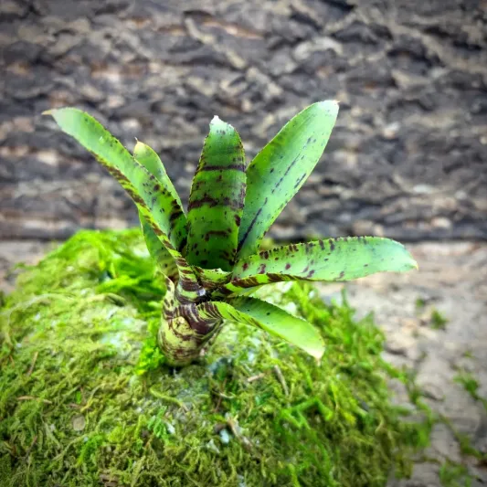 Mini Neoregelia Bromeliad – Wee Willy