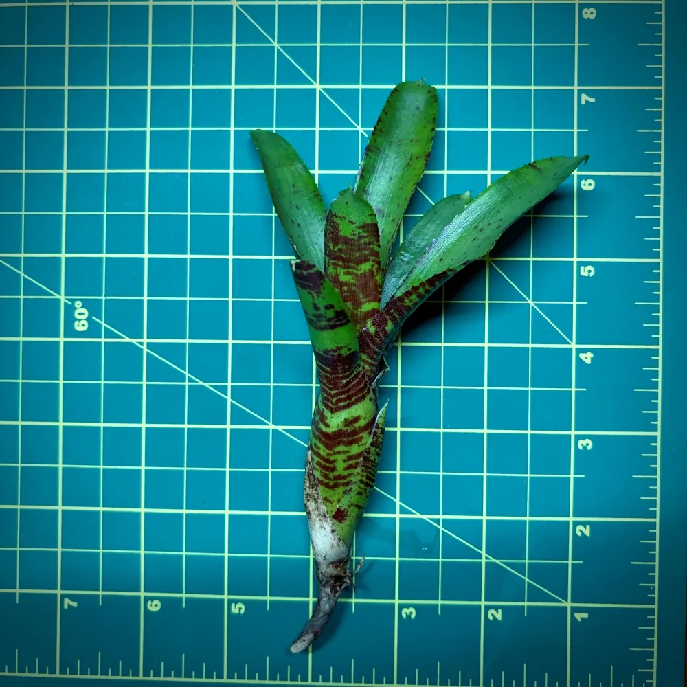 Mini Neoregelia Bromeliad – Wee Willy size