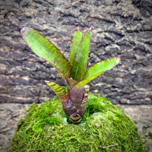 Mini Neoregelia Bromeliad – Zonata