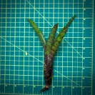 Mini Neoregelia Bromeliad – Zonata size