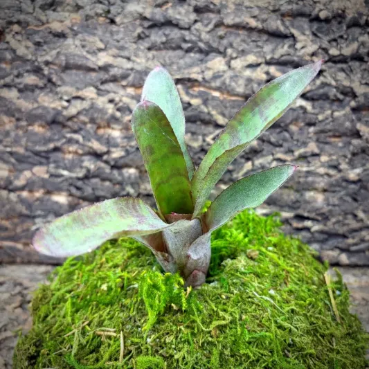 Mini Neoregelia Bromeliad – cf. Smithii SEL96-0198