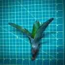 Mini Neoregelia Bromeliad – cf. Smithii SEL96-0198 size