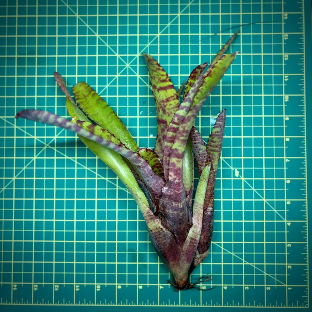 Neoregelia Bromeliad – Ampulacea Large Form Size
