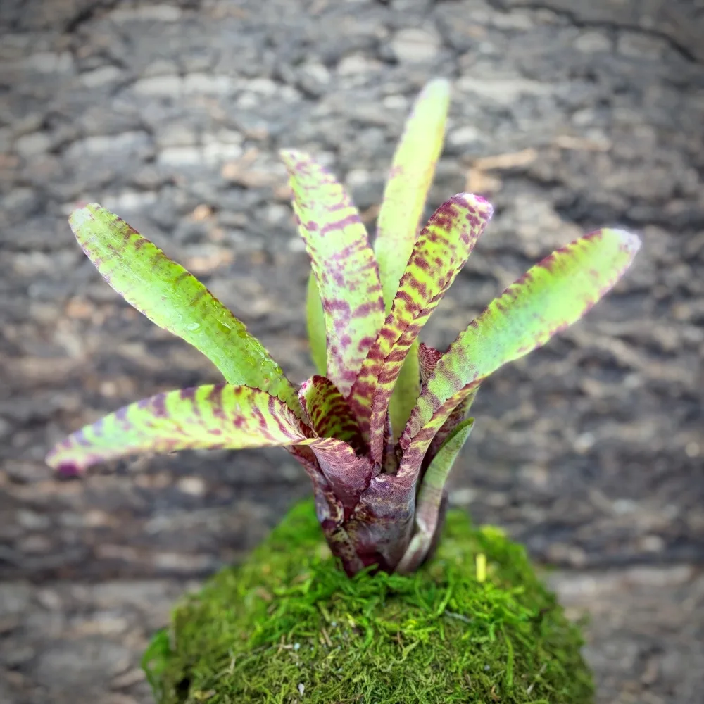 Neoregelia Bromeliad – Ampullacea Large Form