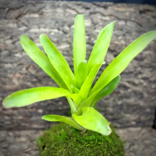 Neoregelia Bromeliad – Compacta Small Form