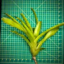 Neoregelia Bromeliad – Compacta Small Form Size