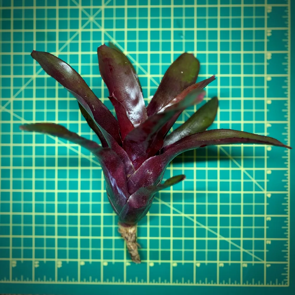 Neoregelia Bromeliad – Fireball x Royal Burgundy size