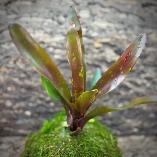 Neoregelia Bromeliad – Fosters Hybrid 2 x Fireball
