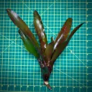 Neoregelia Bromeliad – Fosters Hybrid 2 x Fireball Size
