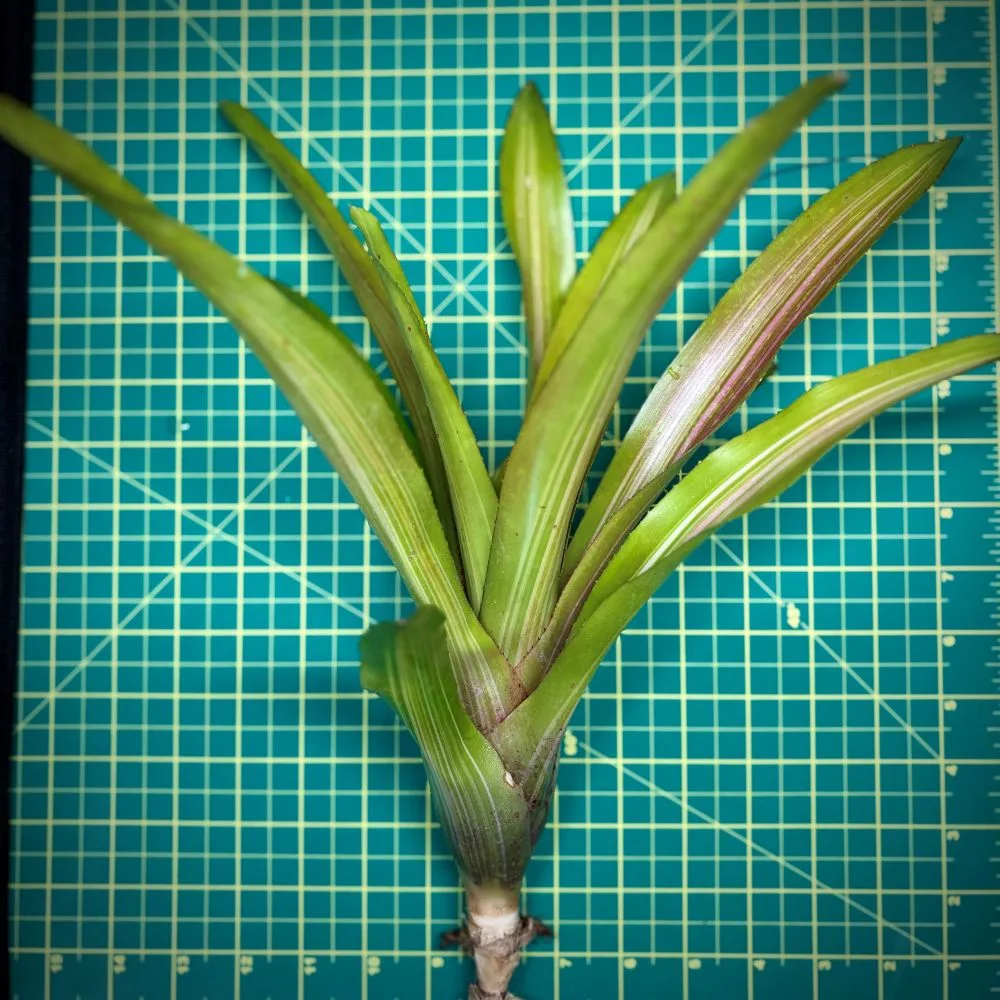 Neoregelia Bromeliad – Martin size