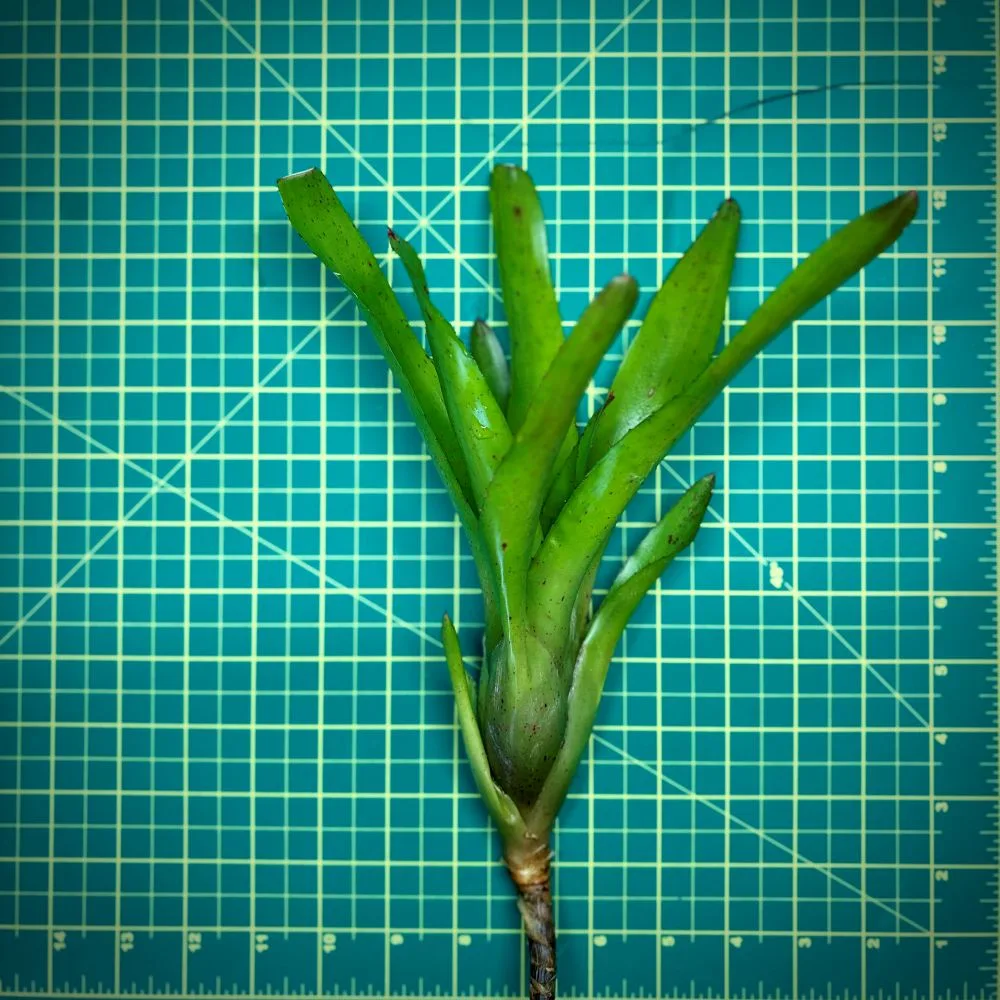 Neoregelia Bromeliad – Olens x Compacta size