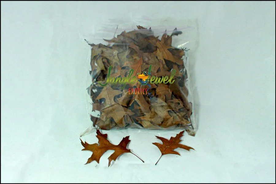 Red Oak leaves