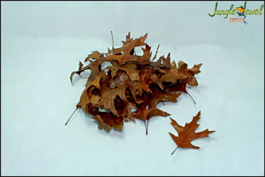Oak Leaves - Leaf Litter For Terrariums - Image 2