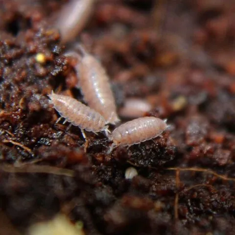 Dwarf Purple Isopods, Bioactive, Cleaner Bugs