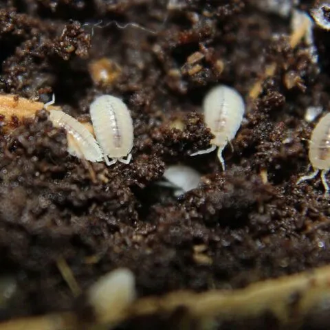 Dwarf White Isopods, Bioactive, Clean Bugs