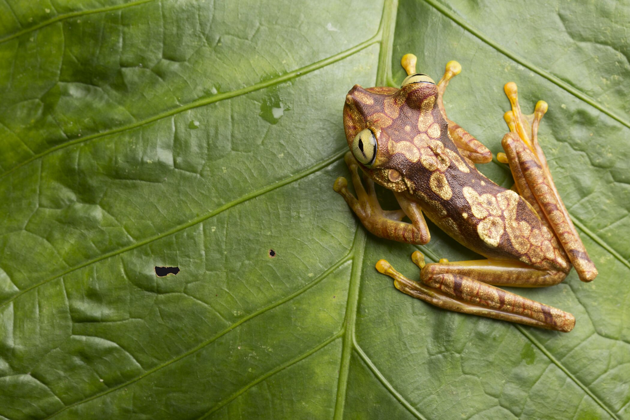 Donate to Save The Choco