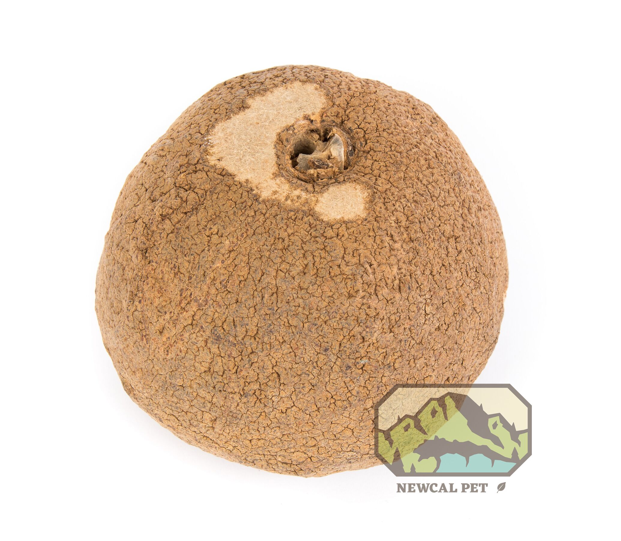 Sapucaia Monkey Pot by NewCal - 5" - Image 3