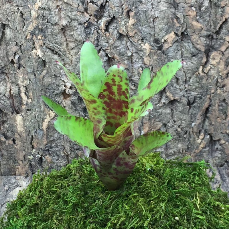 Mini Neoregelia Bromeliad - Big O