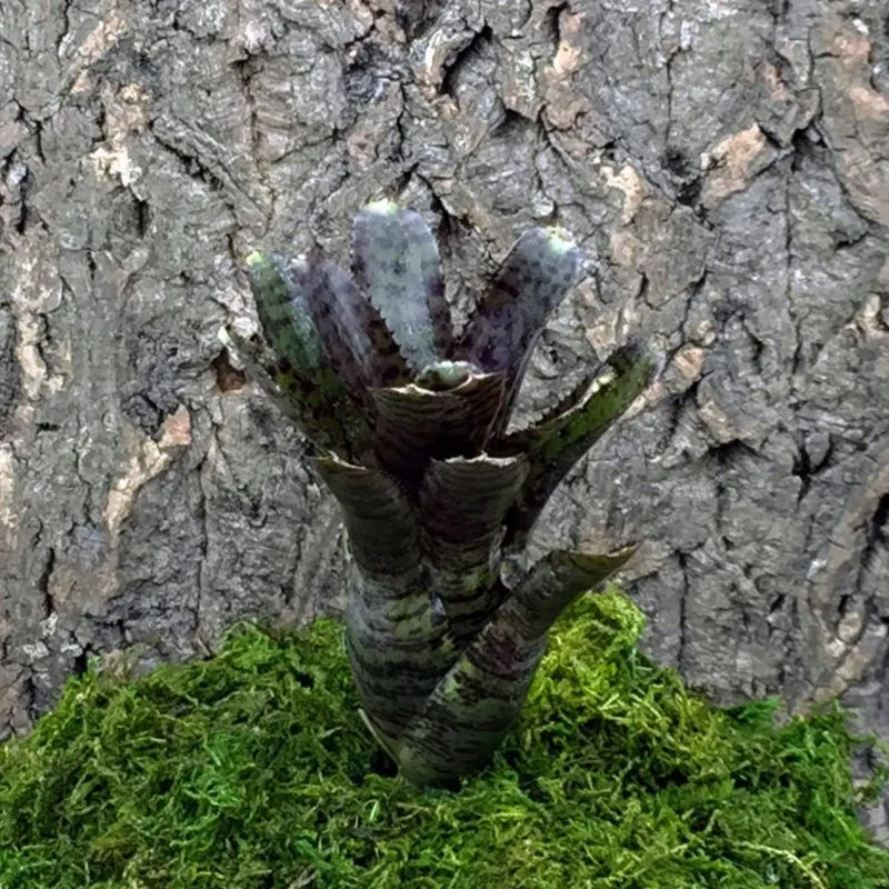 Nano Neoregelia Bromeliad - Punctatissima (Rubra)