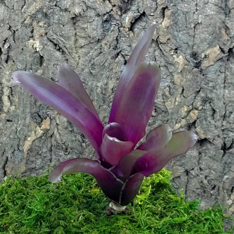 Mini Neoregelia Bromeliad Fireball
