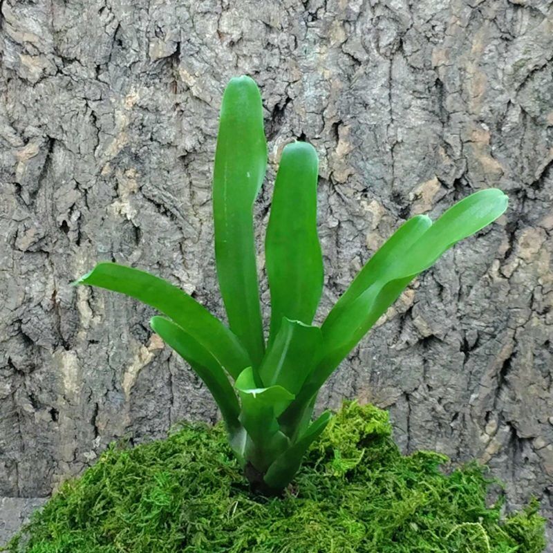 Mini Neoregelia Bromeliad Chiquita Linda x Fireball