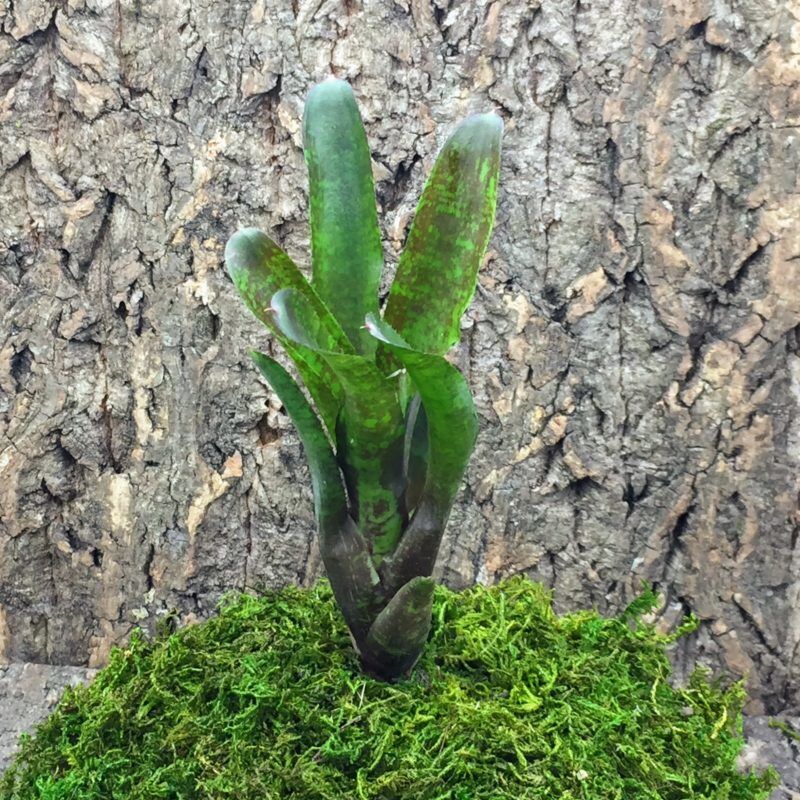 Mini Neoregelia Bromeliad - Joseph's Coat