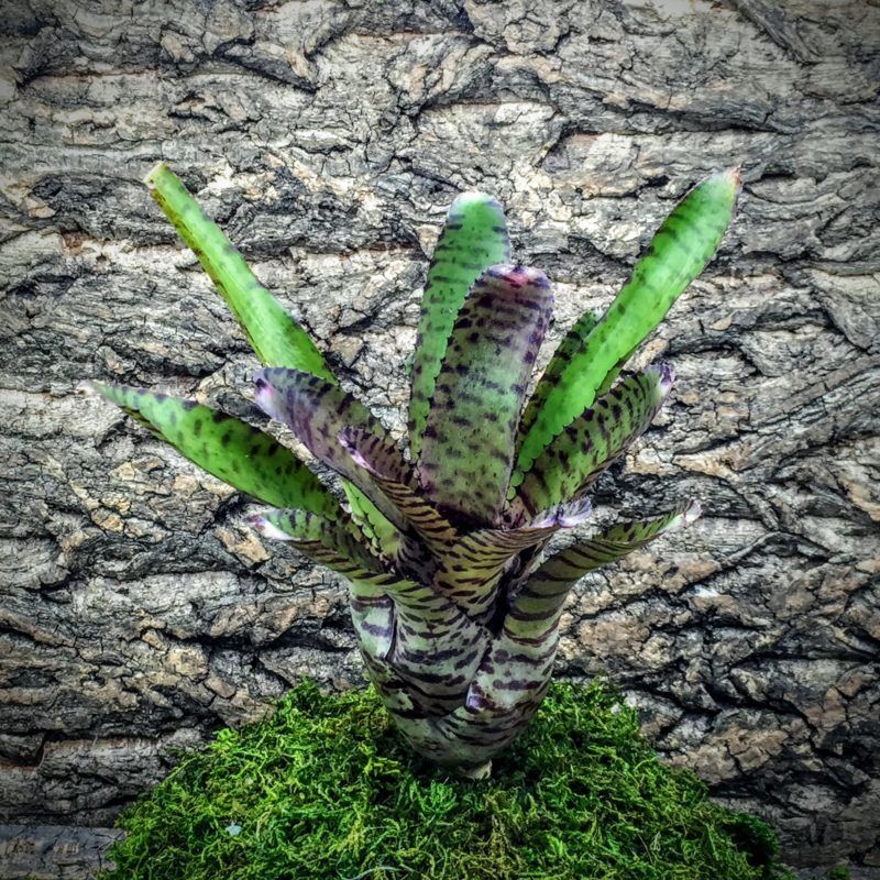 Neoregelia Bromeliad - Ed Prince