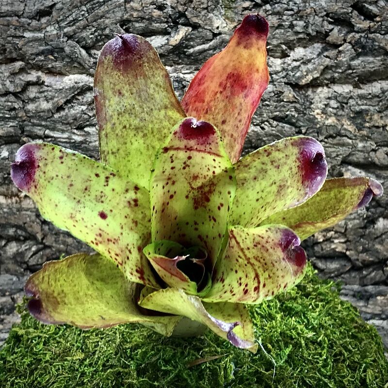 Neoregelia Bromeliad - Fanfare