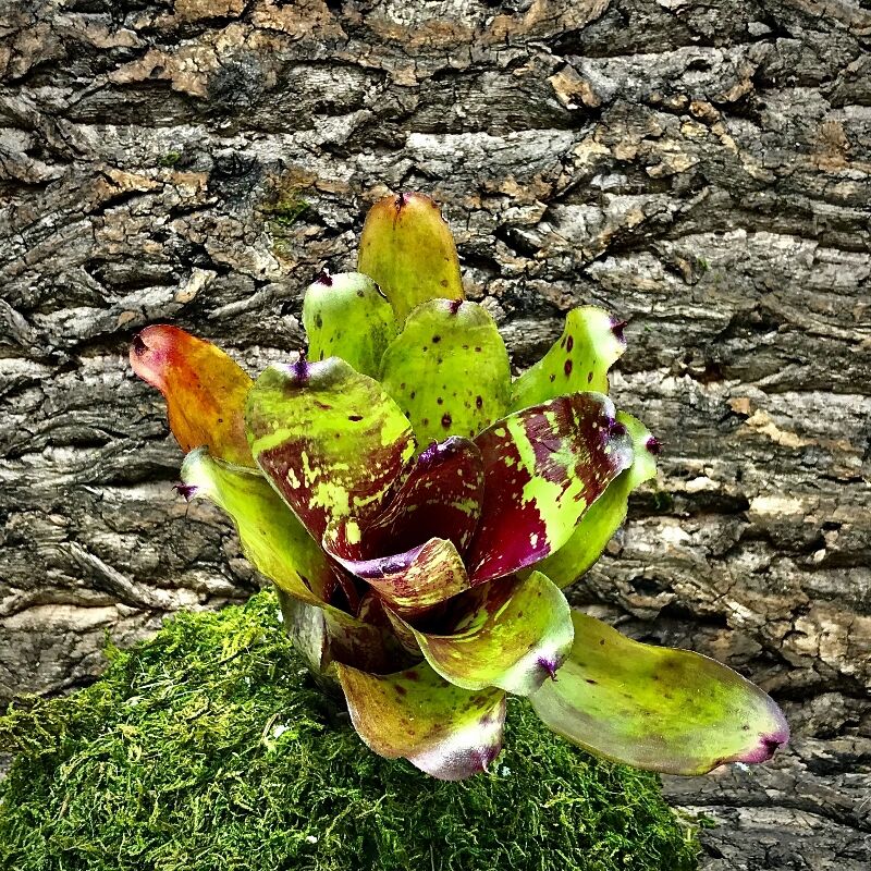 Neoregelia Bromeliad - Hubub