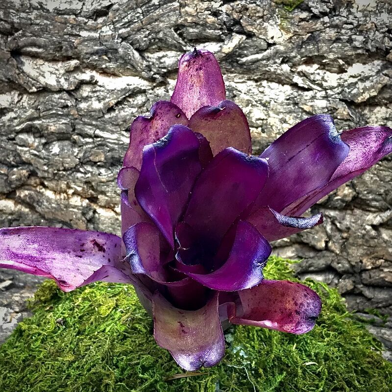 Neoregelia Bromeliad - Riens Pride x Purple Star