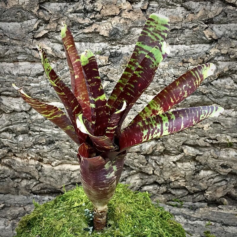 Neoregelia Bromeliad - Tunisia x Blushing Tiger
