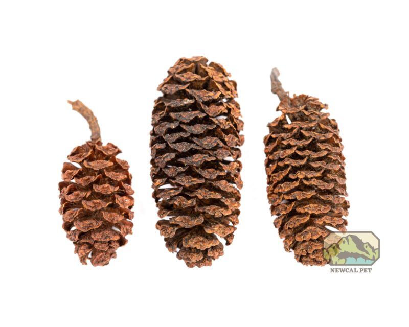 NewCal Alder cone