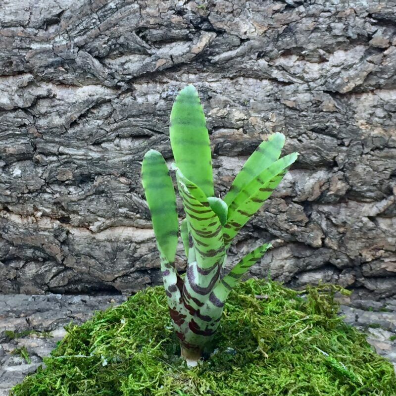 Mini Neoregelia Bromeliad - Ampulacea (Banded)