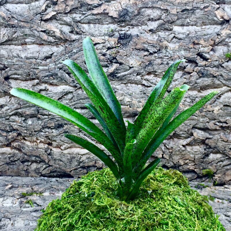 Mini Neoregelia Bromeliad - Mo Peppa Please