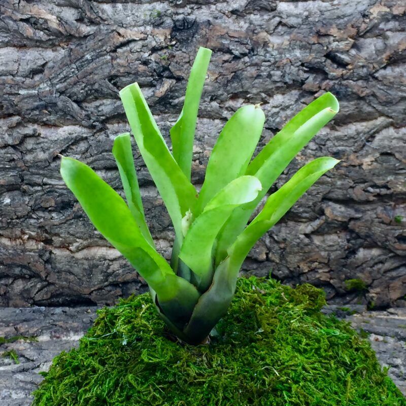 Neoregelia Bromeliad