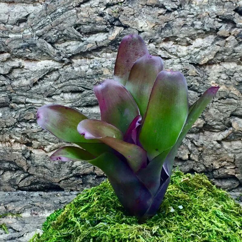 Neoregelia Bromeliad