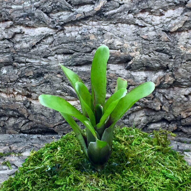 Nano Neoregelia Bromeliad Tom Tom
