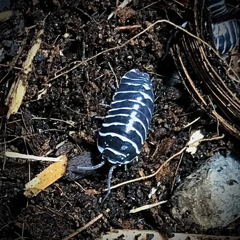 Armadillidium Maculatum Zebra Isopods in Canada