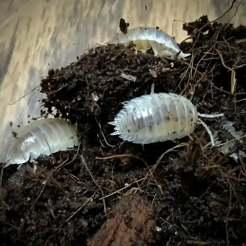 Porcellio Laevis White Isopods in Canada