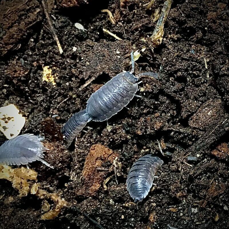 Porcellio Scaber Grey Isopods in Canada