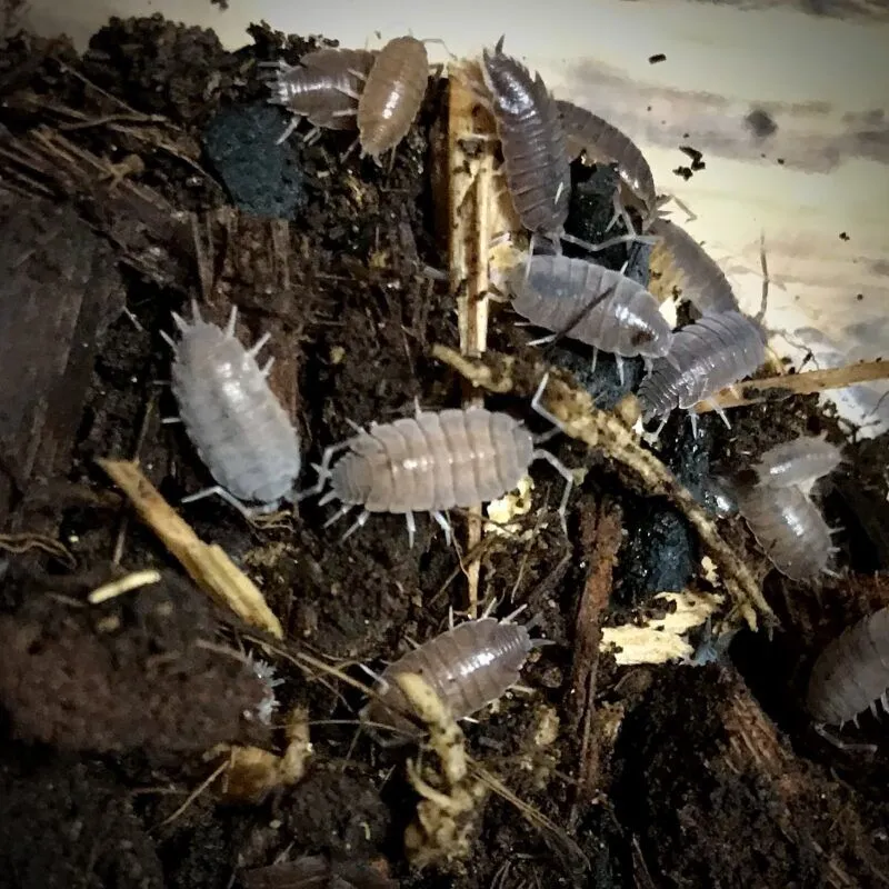 Porcellionides Pruinosus Powder Blue Isopods
