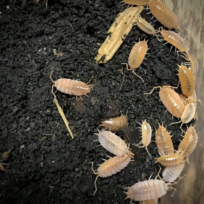 Porcellionides Purinosus Powder Orange Isopods in Canada