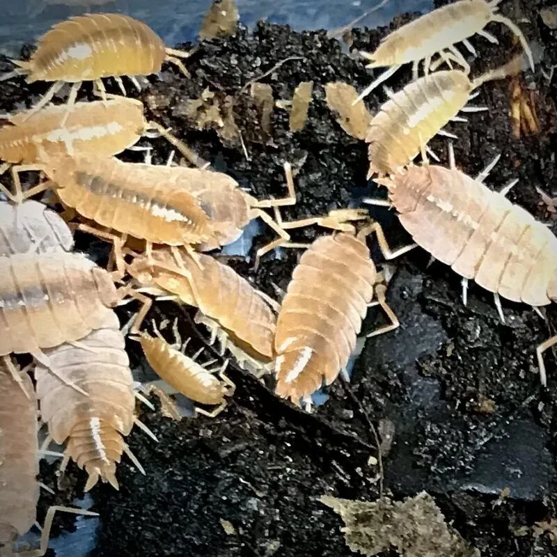 Porcellionides Purinosus Powder Orange Isopods in Canada