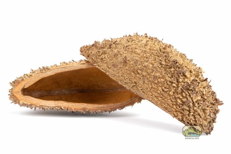 newcal devil's purse seed pod