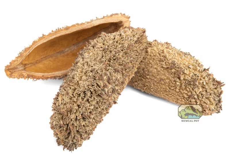 newcal devils purse nuts