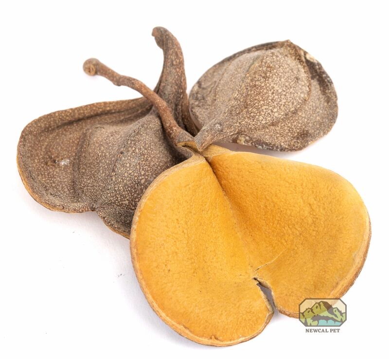 newcal elephant ear seed pods