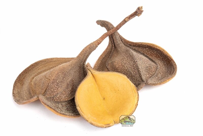 newcal Elephant's Ear seed pods