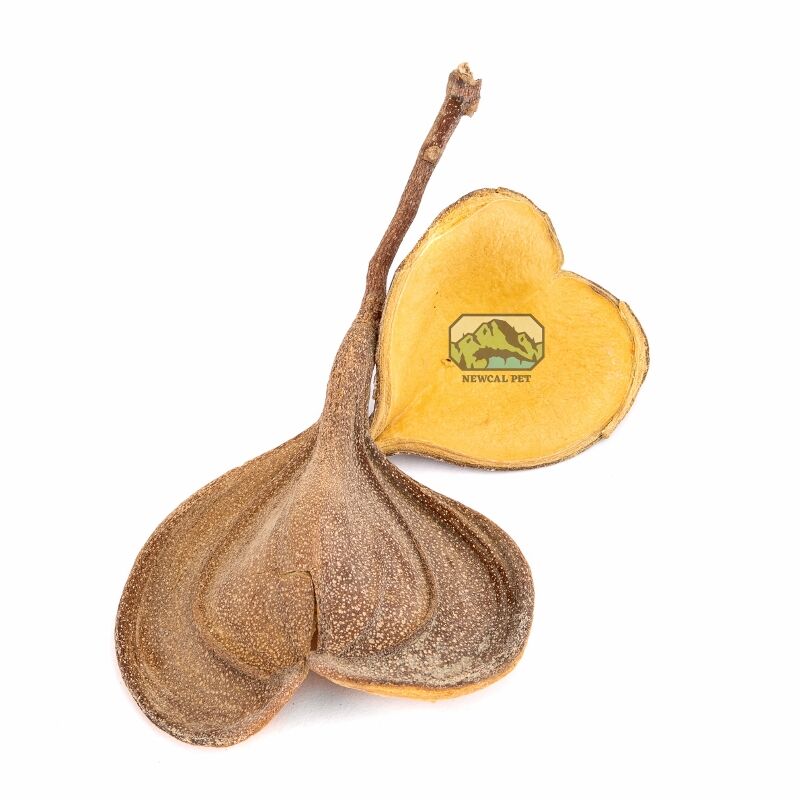 newcal elephants ear seed pods